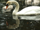 sailing swans3